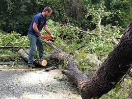 Wilson, AR Tree Care Services Company